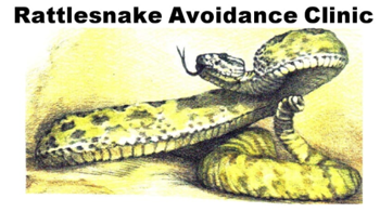 rattlesnakedvoidence
